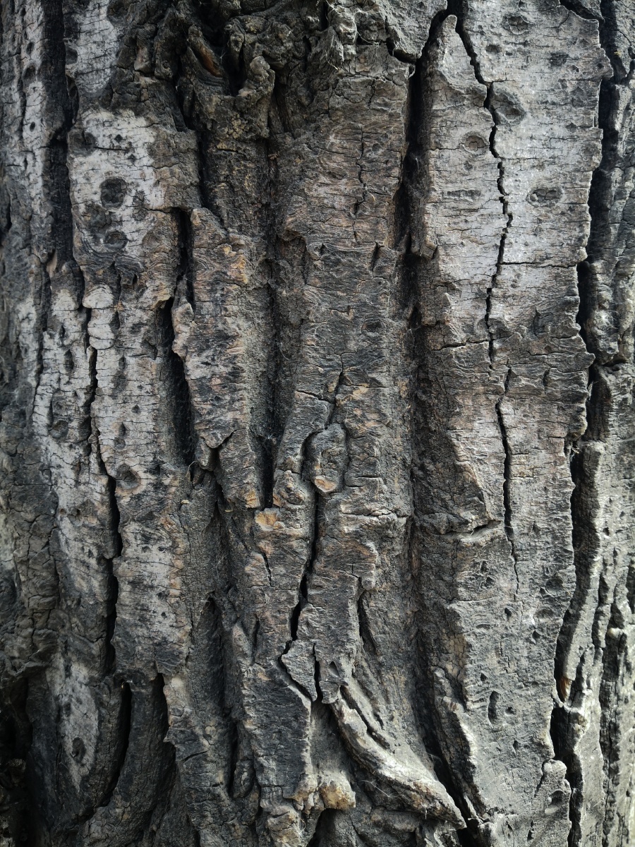 老树干裂的树皮