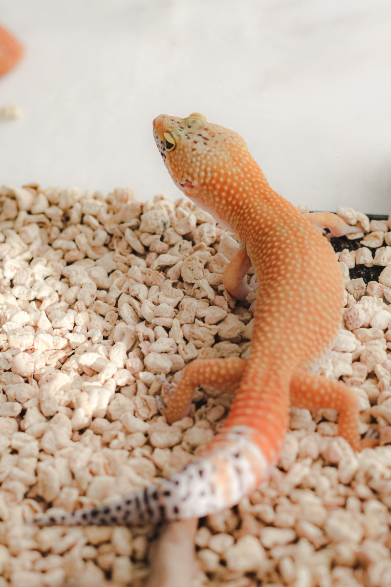 2020宠物|微笑蜥蜴/豹纹守宫 - 摄影师奔奔 - 图虫