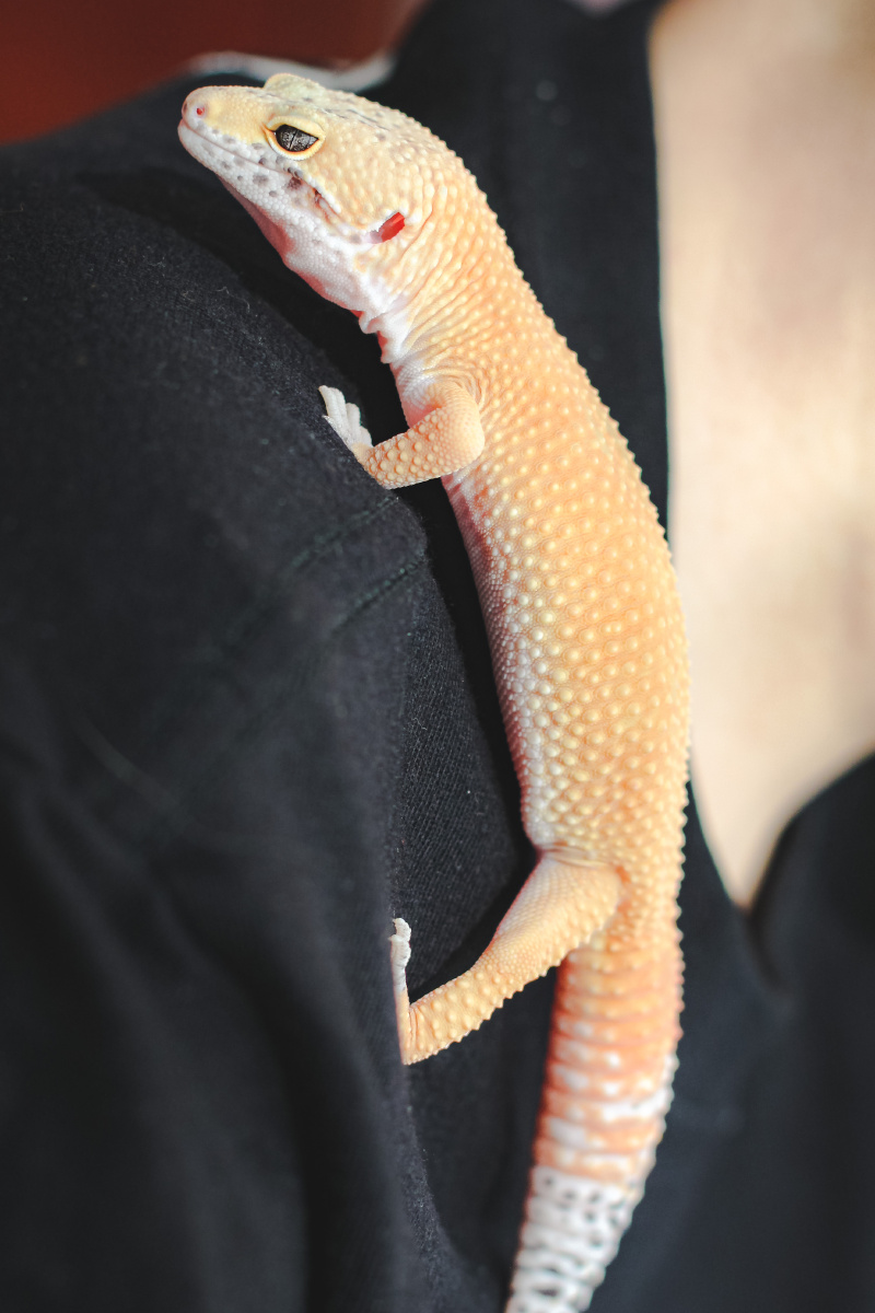 2020宠物微笑蜥蜴豹纹守宫