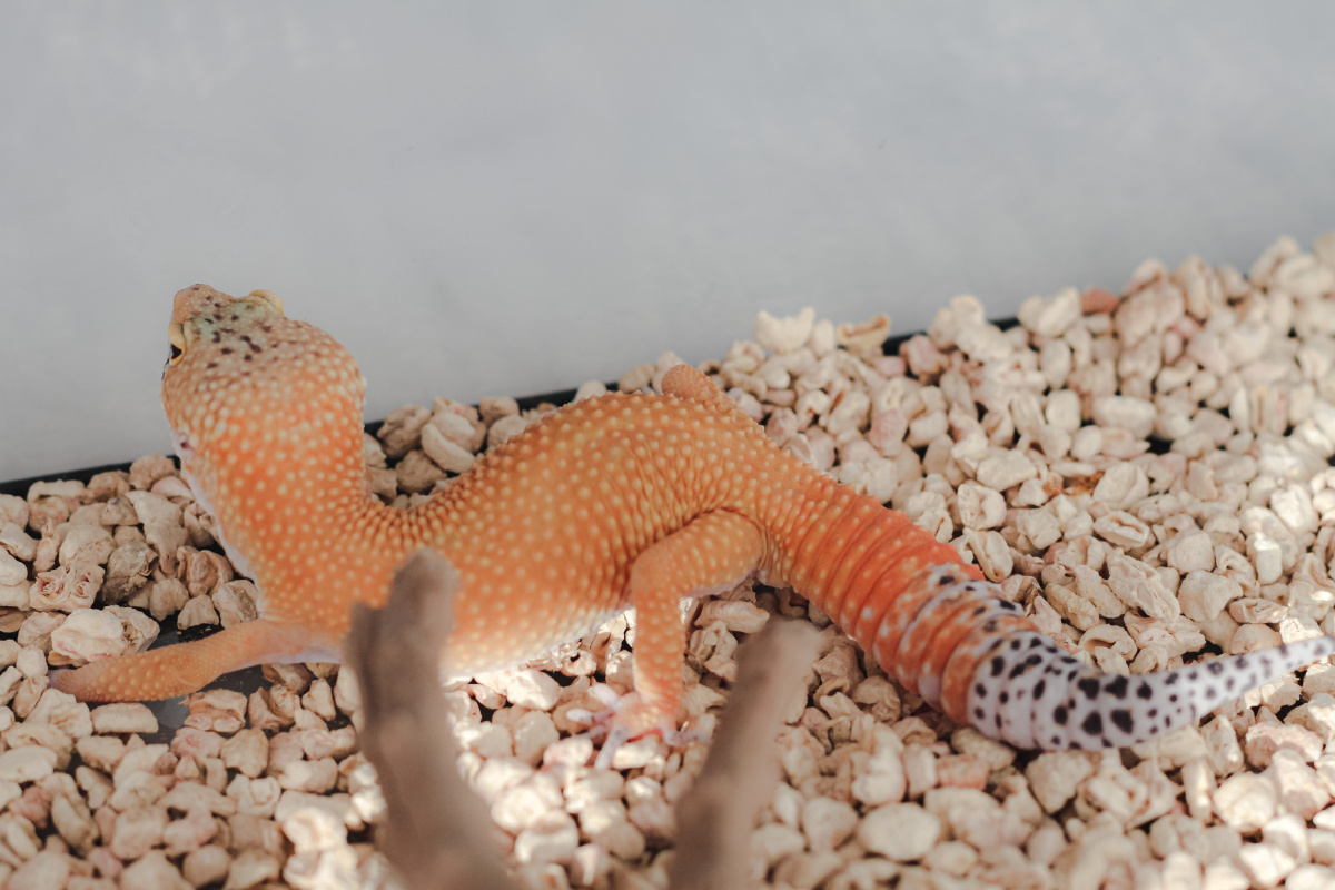 2020宠物|微笑蜥蜴/豹纹守宫 - 摄影师奔奔 - 图虫