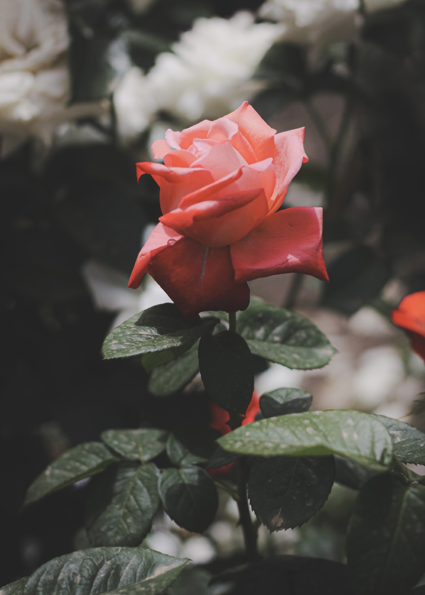 2021花月季花和小蜜蜂