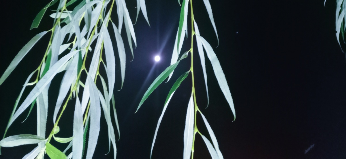 看天上的月吹人间的风 - 听风向晚 - 图虫