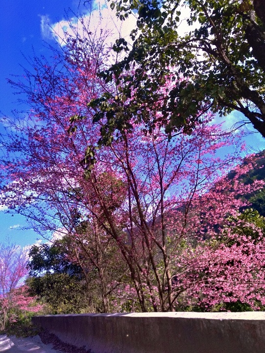 花与花之间有些自己的约定一番风来一种花开直到吹开所有花的梦想风有