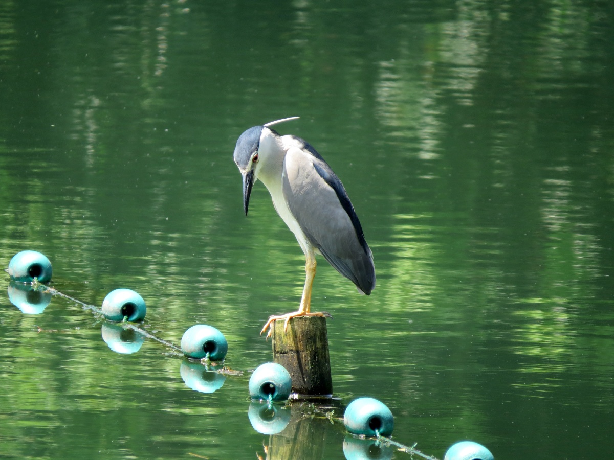 初夏·『浴鹄湾』 - ly-espresso - 图虫