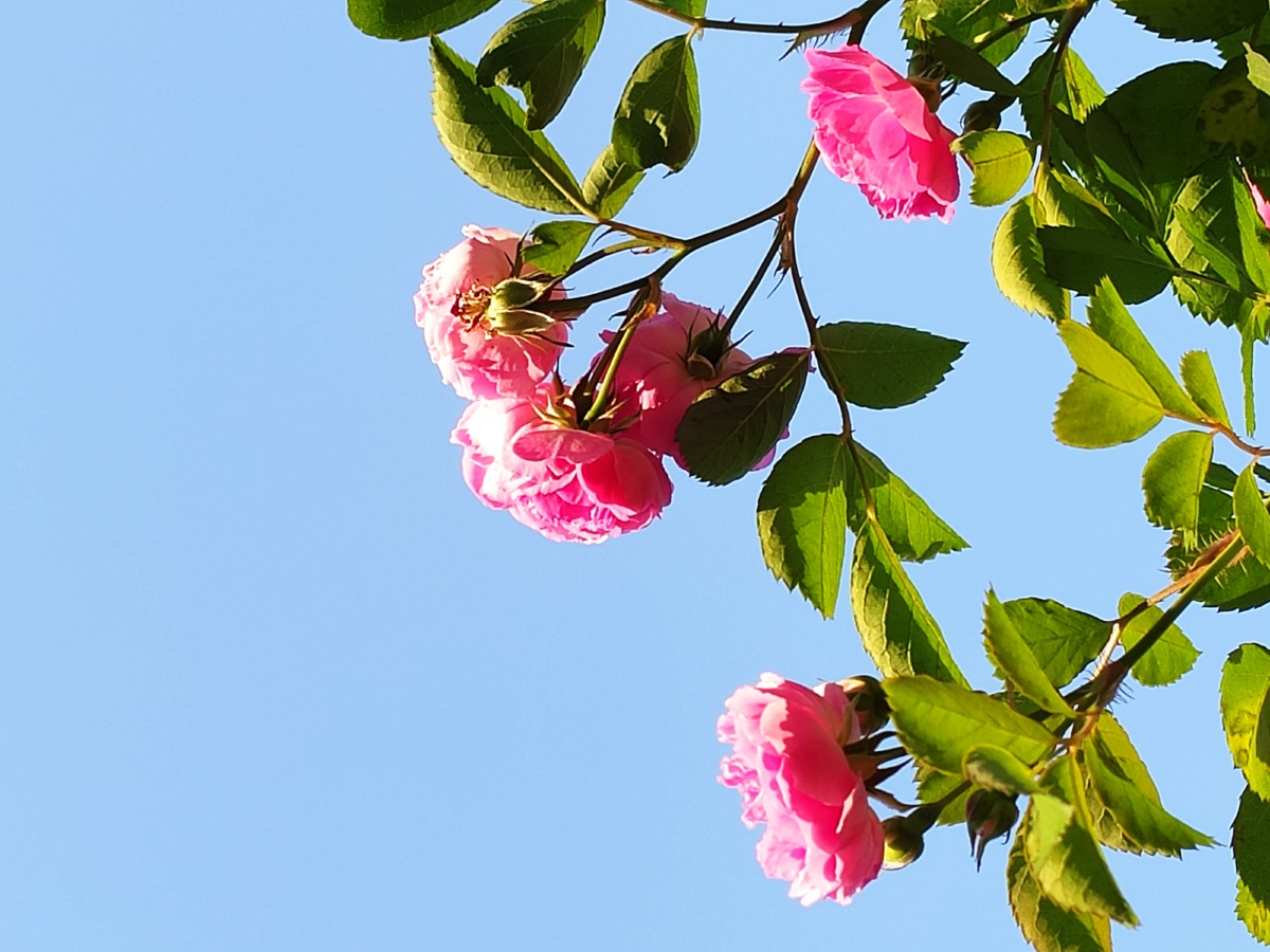 晓风残月博客，晓风残月作品 网络小说