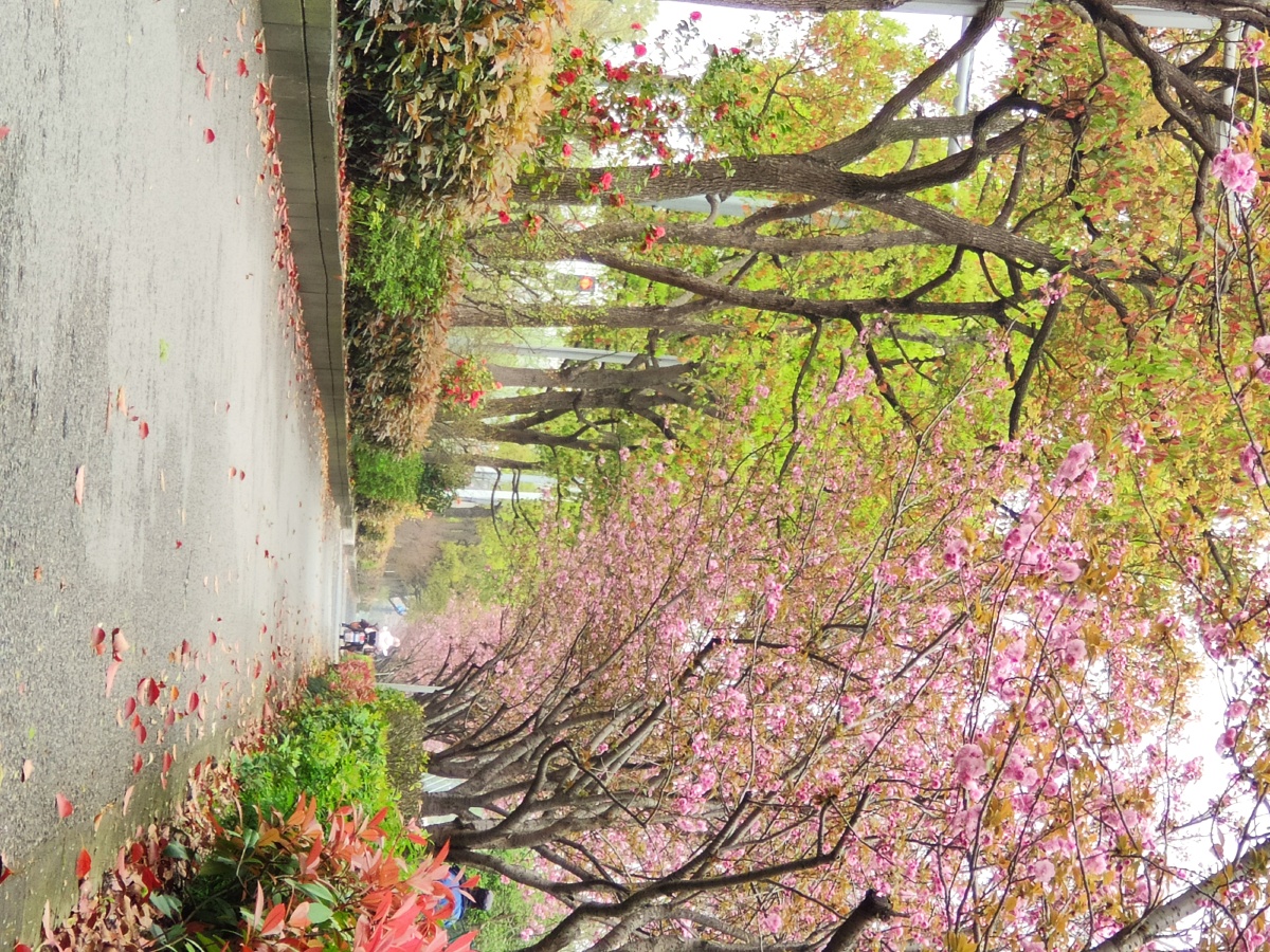 晓风残月博客，晓风残月作品 网络小说