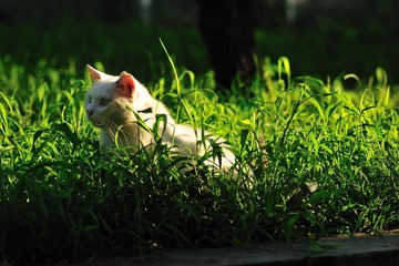 Campus门口的猫