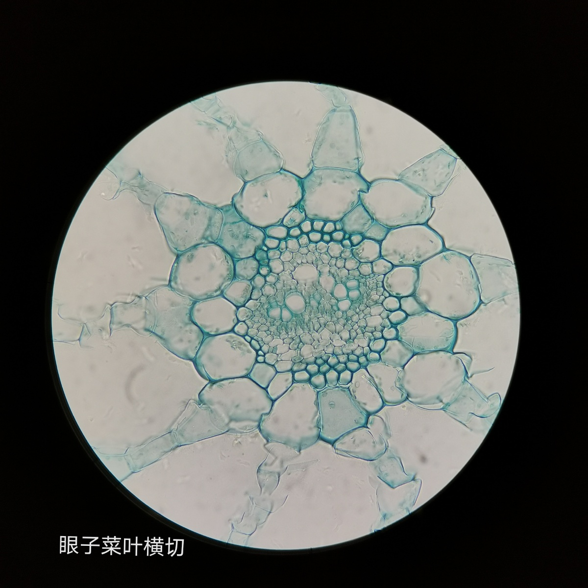 细胞(植物学) - 暮烟poison - 图虫