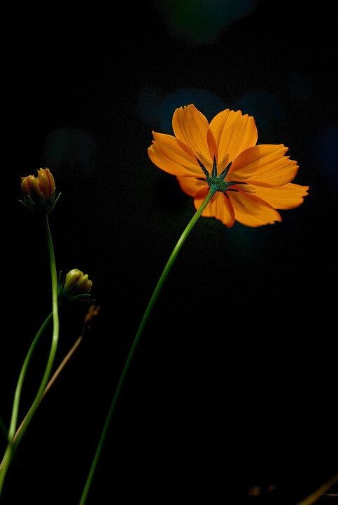 波斯菊<br />
