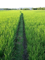 田间小隙