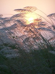 夕阳下的狗尾草