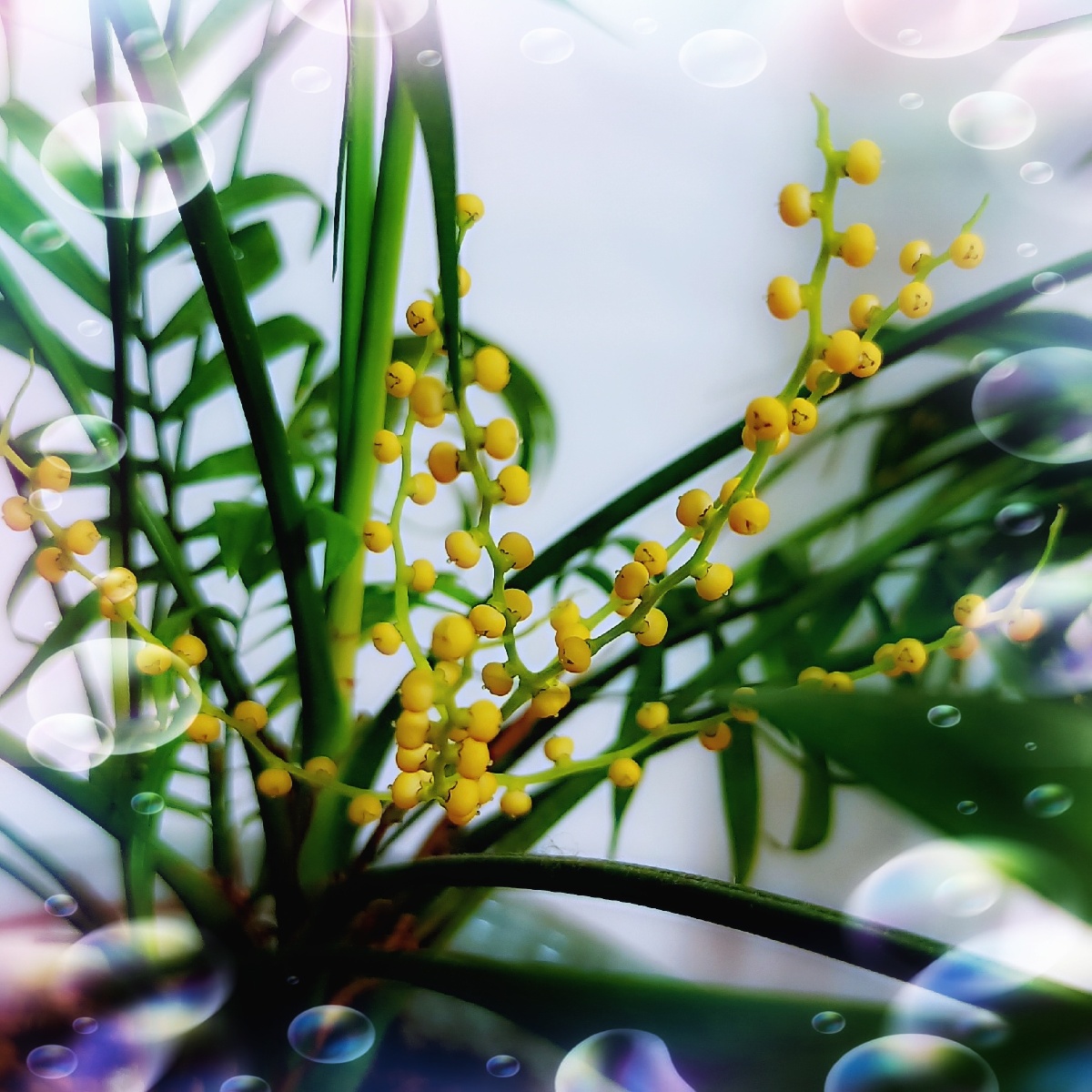 袖珍椰子树开花了