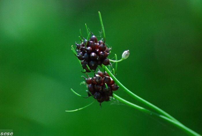 DSC_1387<br />
