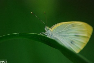 靓