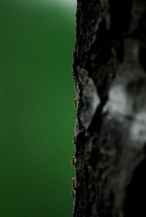 蚂蚁站队