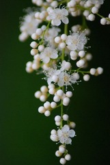 白色葡萄