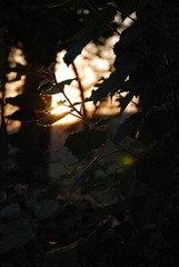 DSC_0647