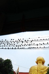 百鸟佛前齐聚会