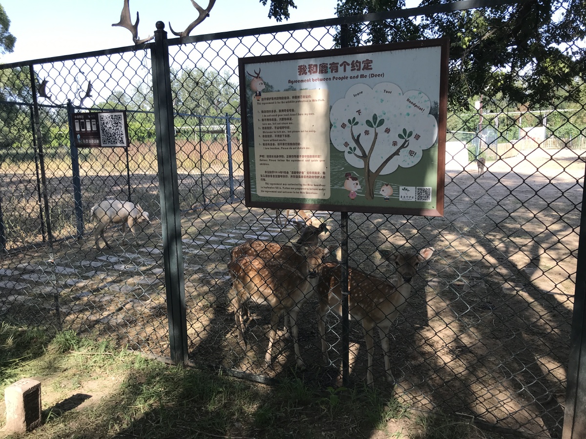 南海子公园麋鹿苑