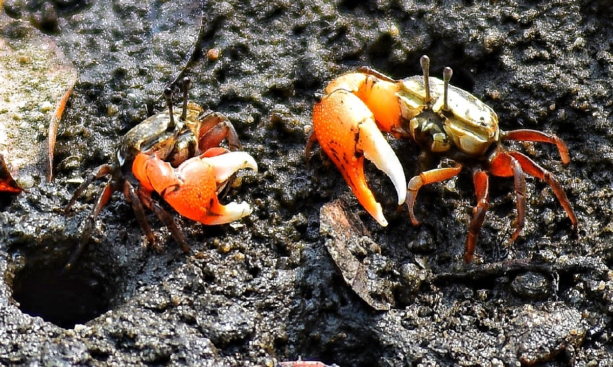 别看这些小家伙小,它们在生态系统里的作用可大啦!众多可爱小螃蟹