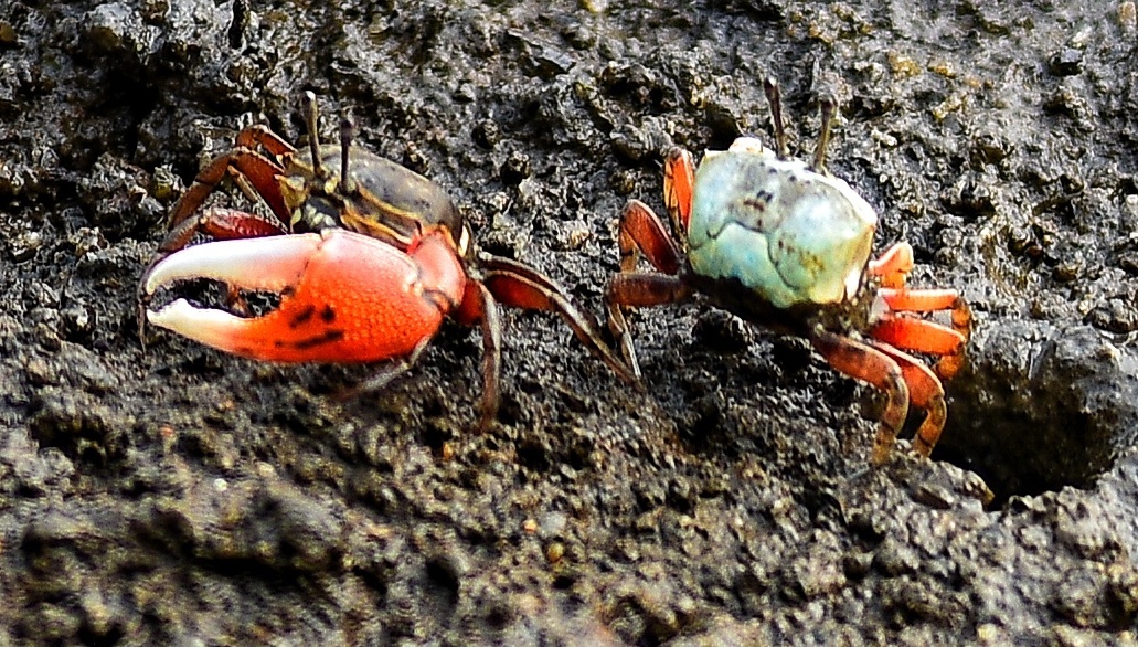 别看这些小家伙小,它们在生态系统里的作用可大啦!众多可爱小螃蟹