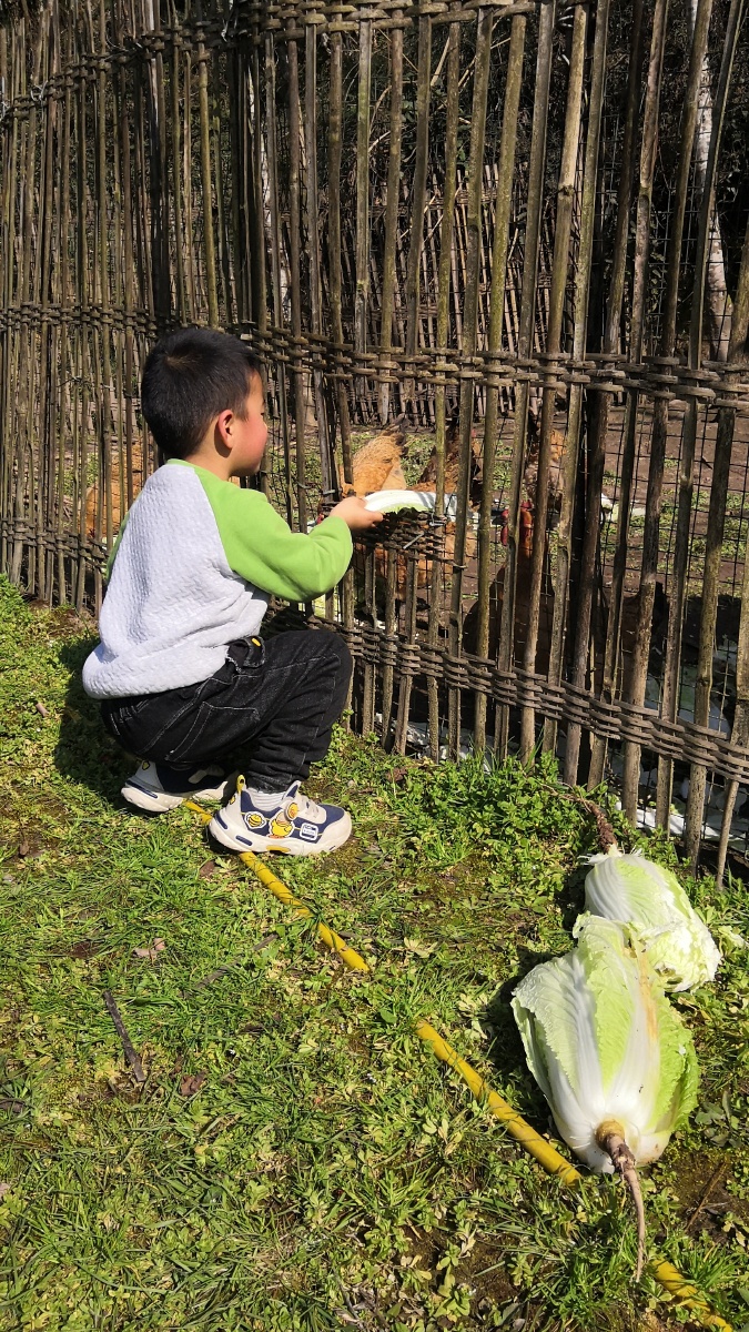 原图用白菜投食生态鸡的小朋友