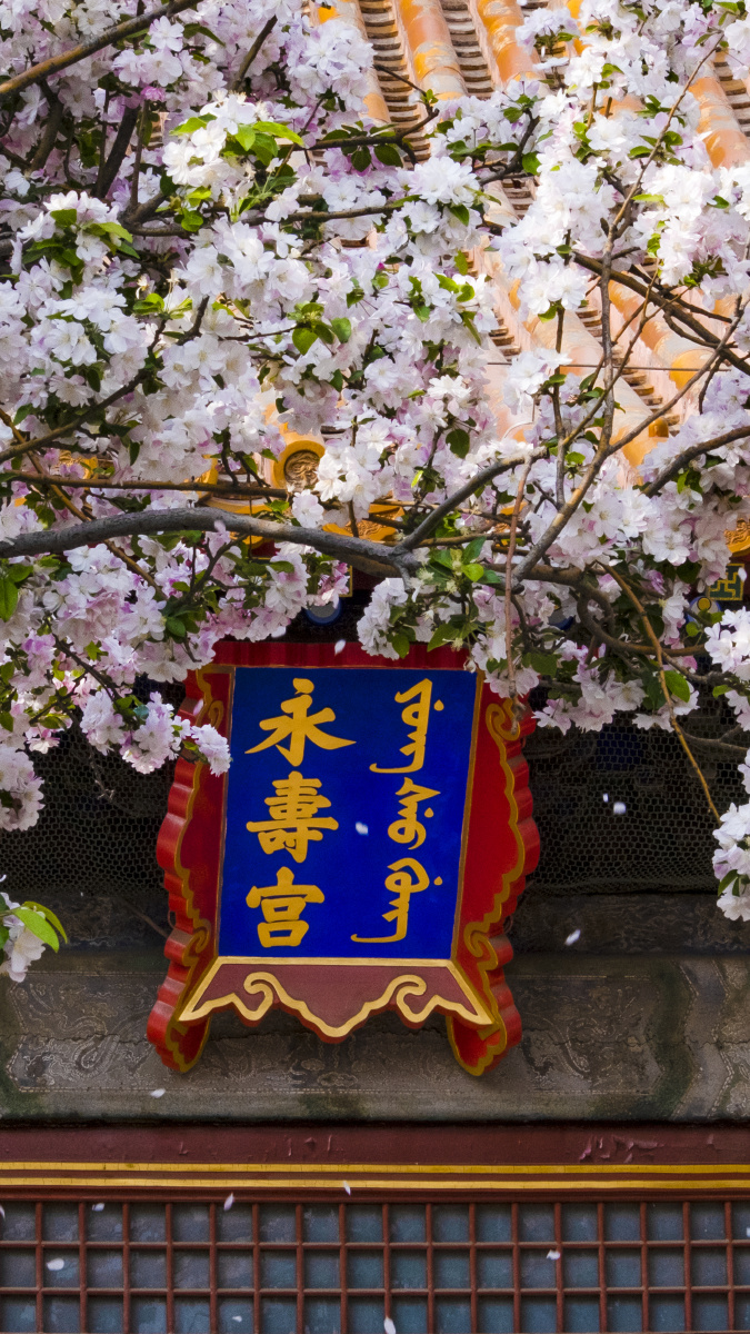 海棠花|故宫|永寿宫