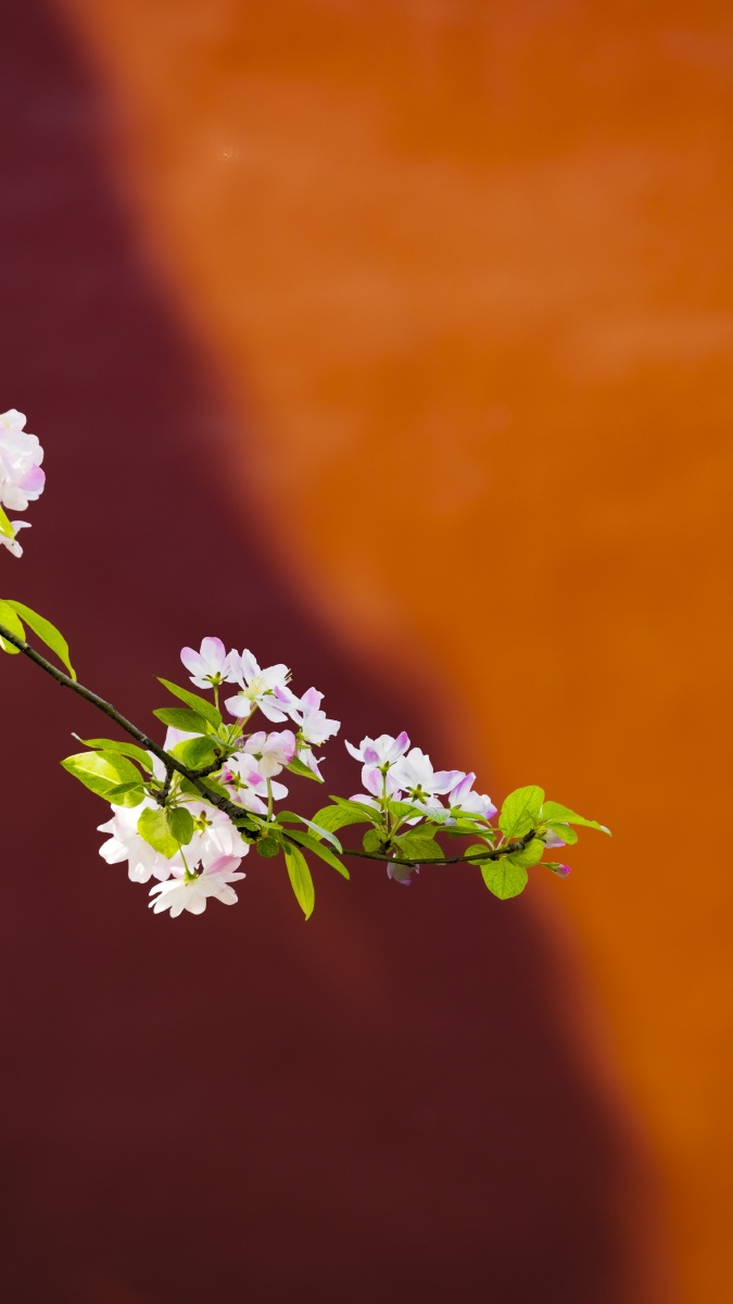 海棠花|故宫|红墙 - 乔凯的博物馆日记 - 图虫