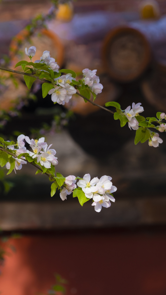 海棠花故宫慈宁宫