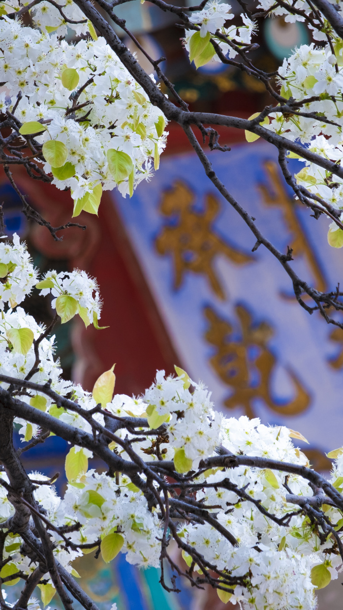 承乾宫梨花|故宫|紫禁城 - 乔凯的博物馆日记 - 图虫
