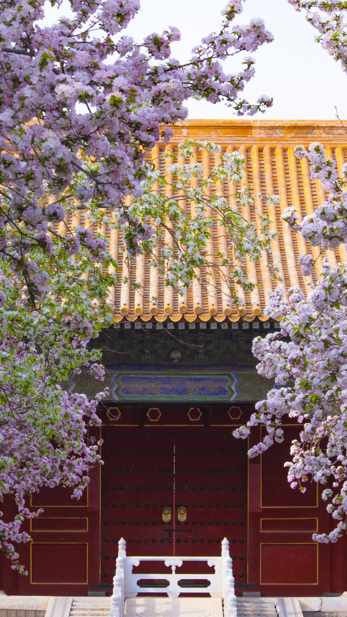 海棠花|故宫|文华殿 - 乔凯的博物馆日记 - 图虫