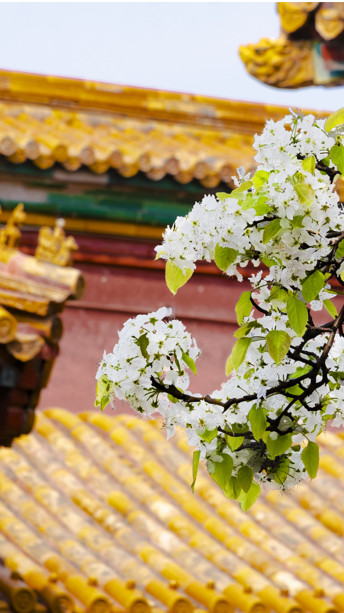 承乾宫梨花故宫紫禁城