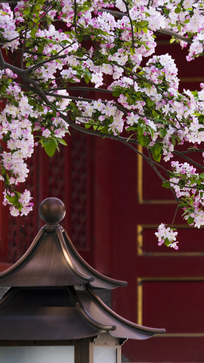 海棠花|故宫|文华殿 - 乔凯的博物馆日记 - 图虫