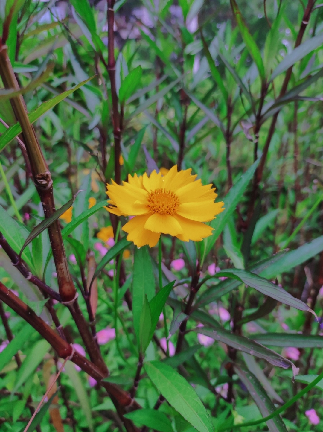 好看的花从来不是千篇一律「#人间四月天来了」 「#花」「#植物」