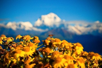 DhaulagiriⅠ