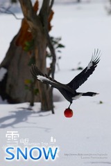 Catch It !