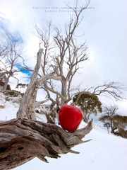Snow Apple