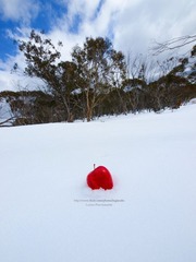 Snow Apple