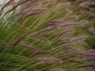 L6273300