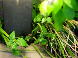 L6273301