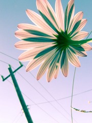 逆光菊 Poster1