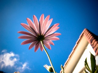 逆光菊 Pic2