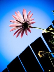 逆光菊 Pic1