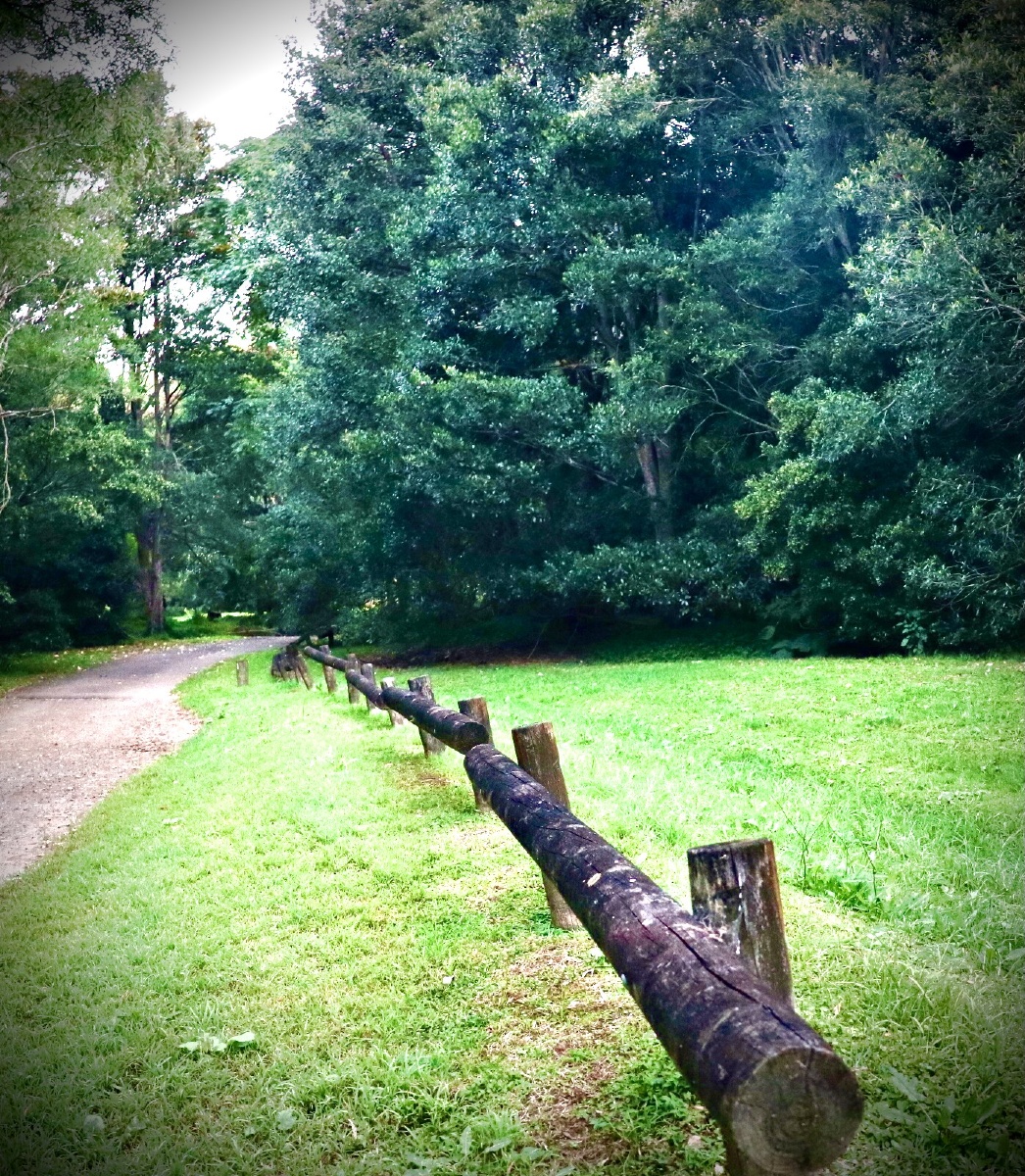 僻静的林荫小道