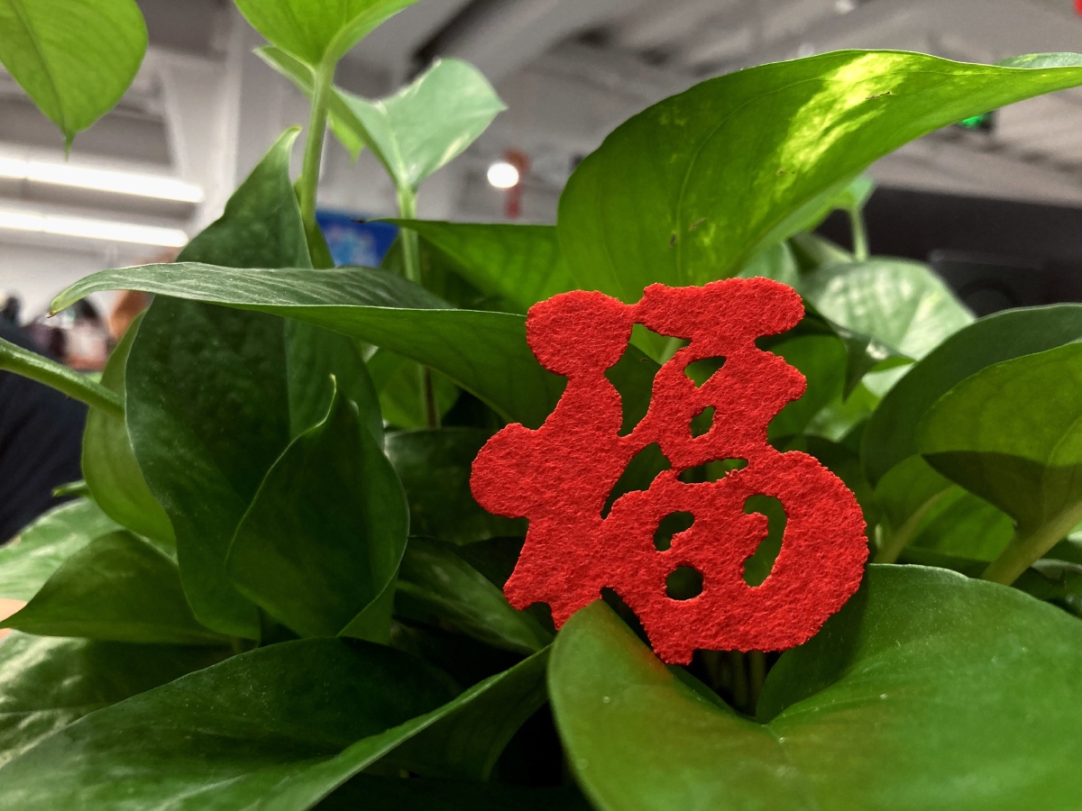 剪个小福字摆在绿箩上,记录这特别的,淡淡的春节.