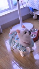 9118