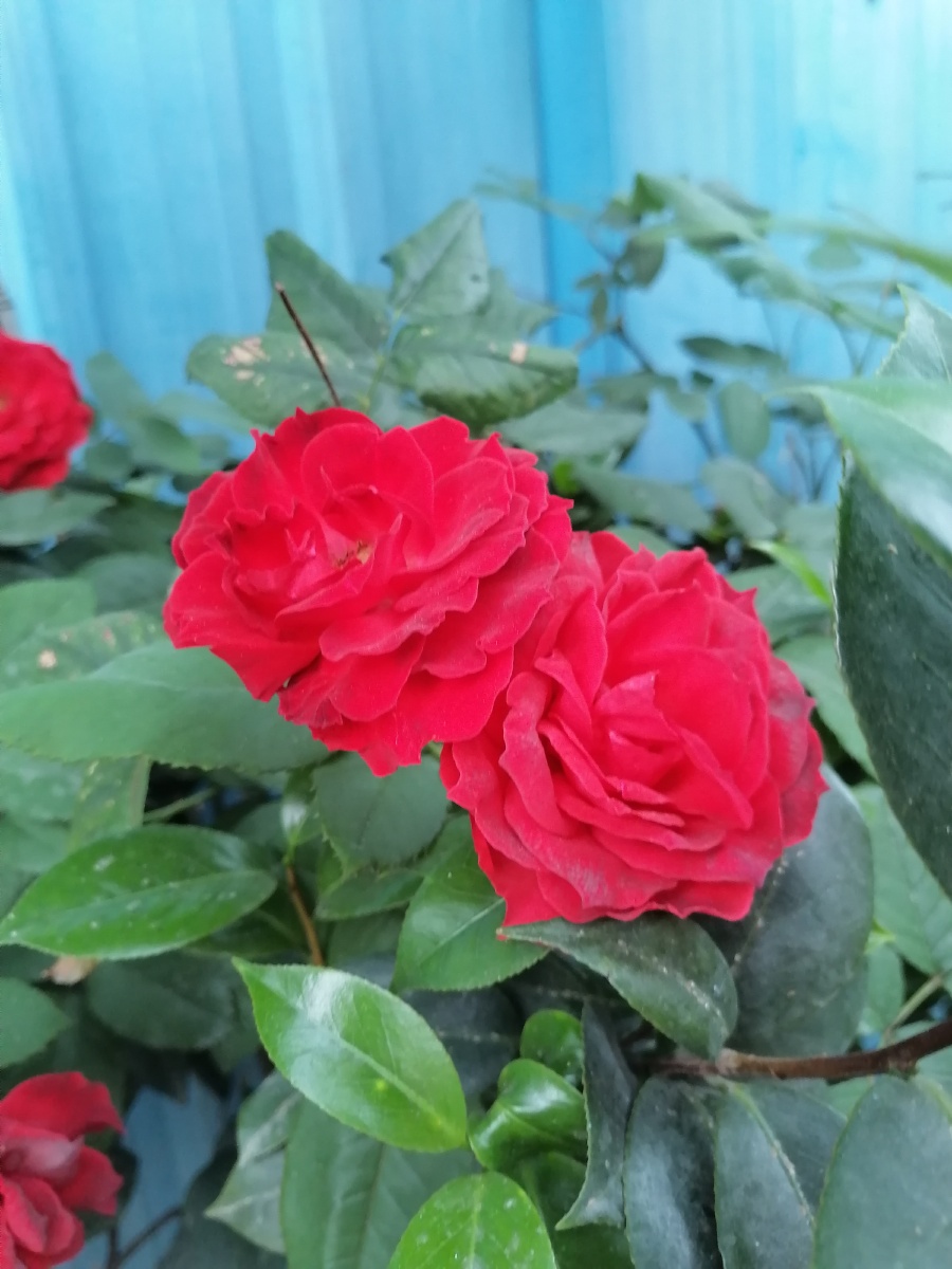 月季花别名 胜春,月月红,月月花,四季花,长春花