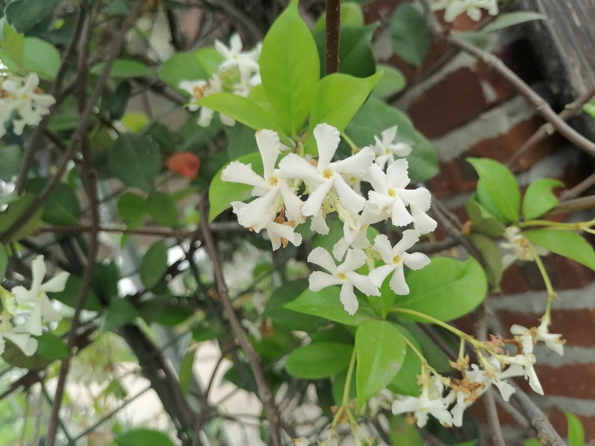 络 石 别名 石龙藤,万字花,万字茉莉