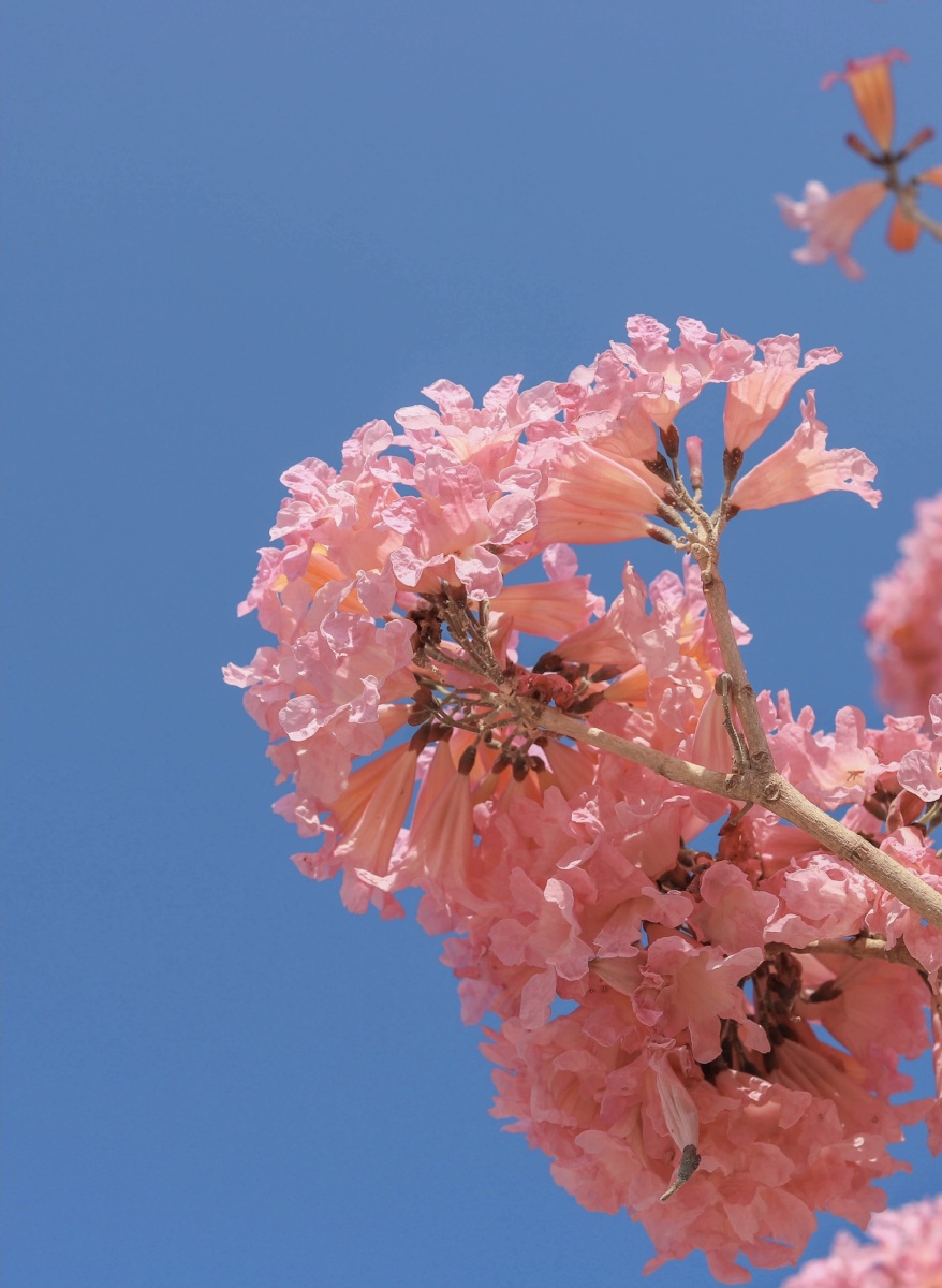 一起欣赏紫风铃吧