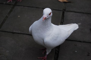 33742